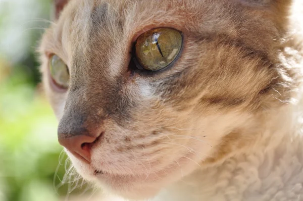 Красиві Корніш Рекс кішка — стокове фото