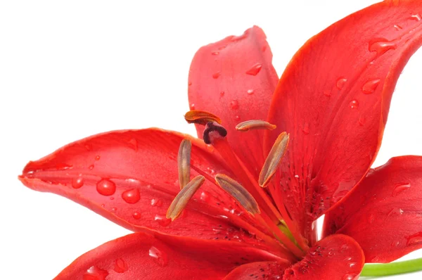 Червоні лілії з краплями роси — стокове фото