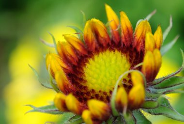 tomurcuklanma coneflower