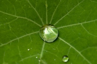 Green Leaf with Dew Drop clipart