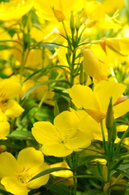 Evening Primrose (Oenothera) clipart