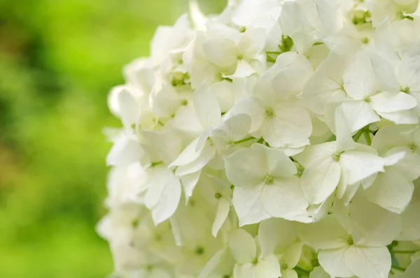 Weiße Hortensien — Stockfoto