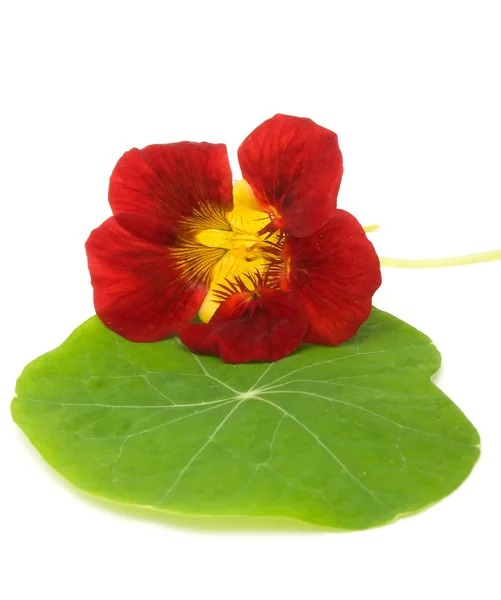 Nasturtium on Green Leaf — Stock Photo, Image