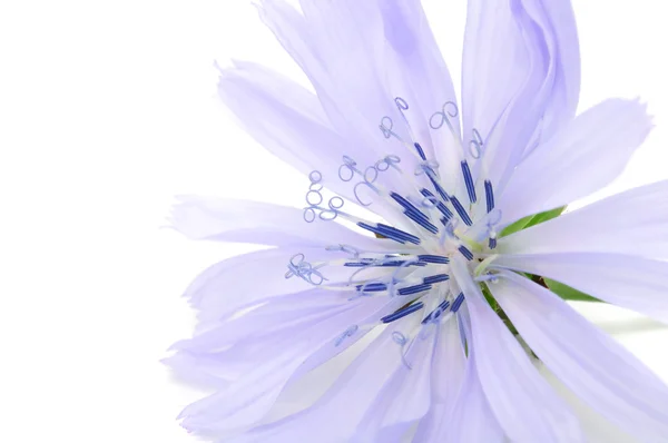 Cykoria kwiat — Zdjęcie stockowe