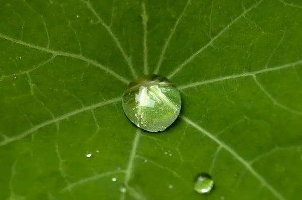 Zielony liść z kroplą rosy — Zdjęcie stockowe