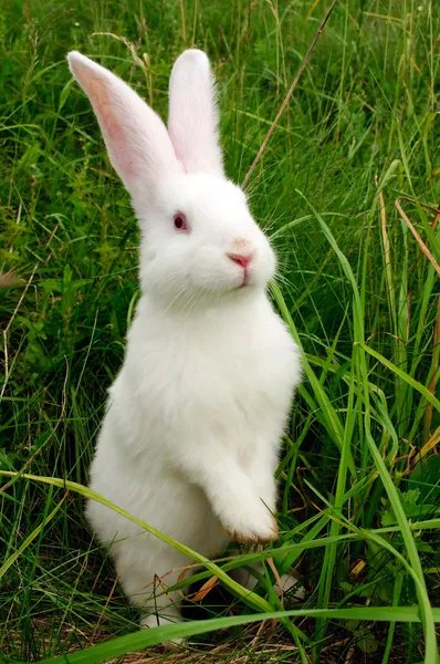 Mignon lapin blanc debout sur les jambes arrière — Photo