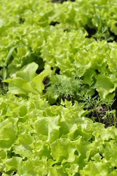 Yatakta yeşil salata — Stok fotoğraf