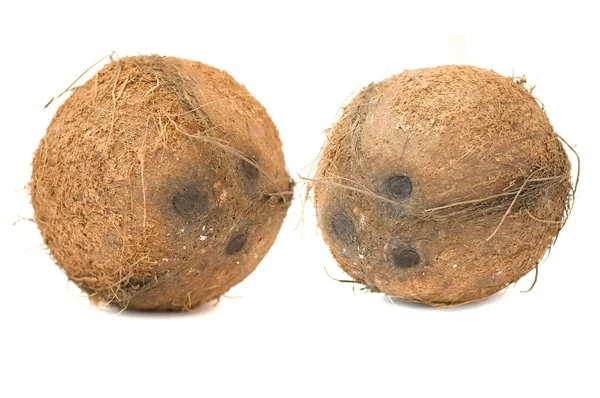 두 코코넛 — 스톡 사진