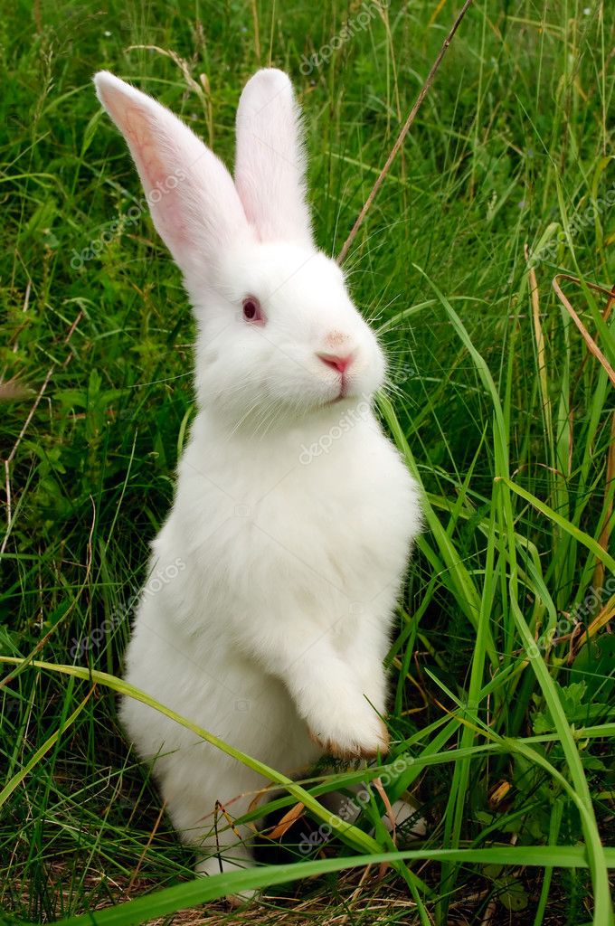 White rabbit Stock Photos, Royalty Free White rabbit Images | Depositphotos