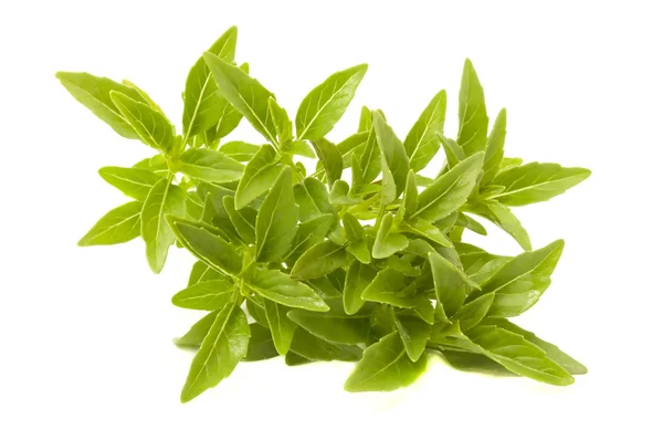 Fresh Green Piccolo Basil — Stock Photo, Image