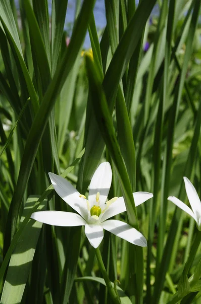 Lilla vita liljor — Stockfoto