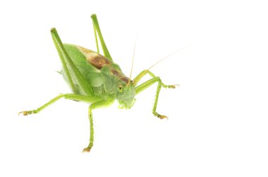 Grasshopper clipart