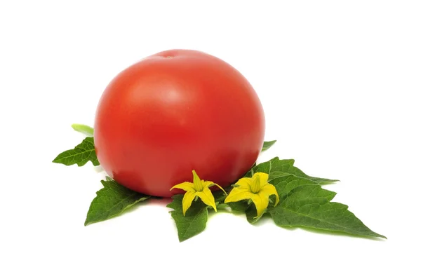 赤いトマトの葉と花 — ストック写真