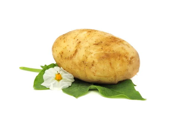 Нові картоплі з листя і квітковий — стокове фото