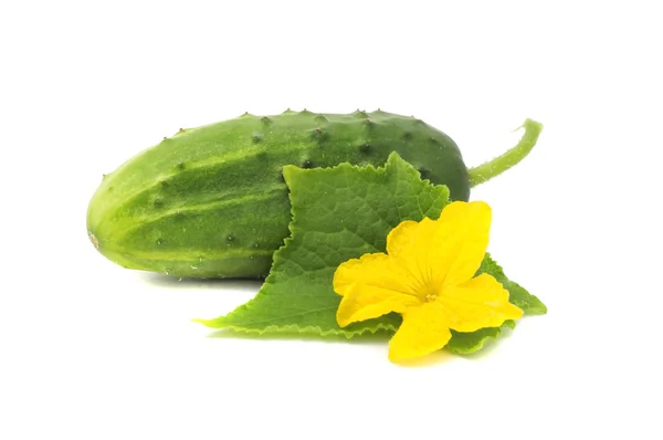 Komkommer met groene bladeren en bloem — Stockfoto
