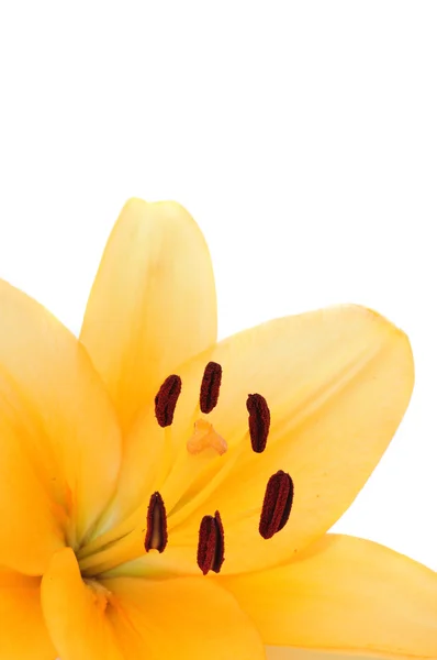 Krásná žlutá lilie — Stock fotografie