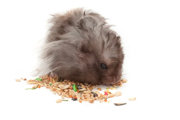 Gray Hamster Eating Grains — Stock Photo, Image
