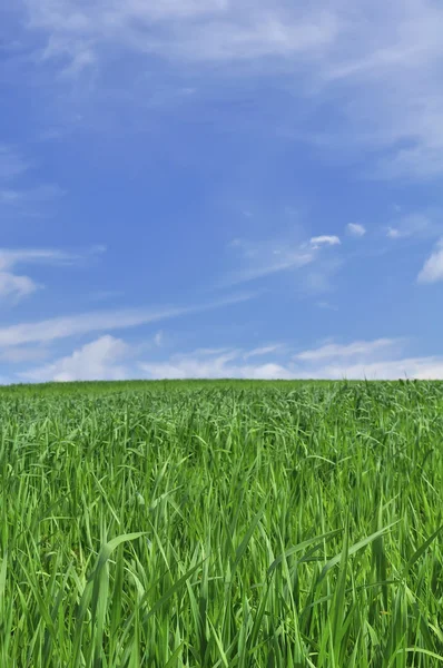 Красивое зеленое поле — стоковое фото