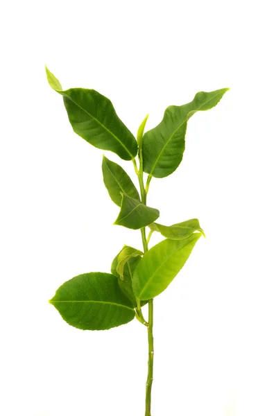 Pequena planta verde — Fotografia de Stock