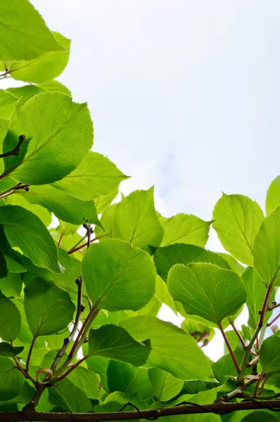 Green Twigs — Stock Photo, Image