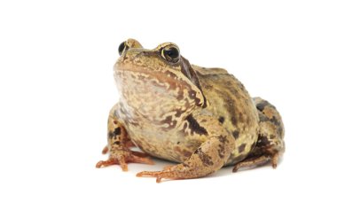 Toad clipart