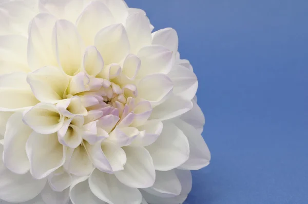 Beyaz Yıldız çiçeği — Stok fotoğraf