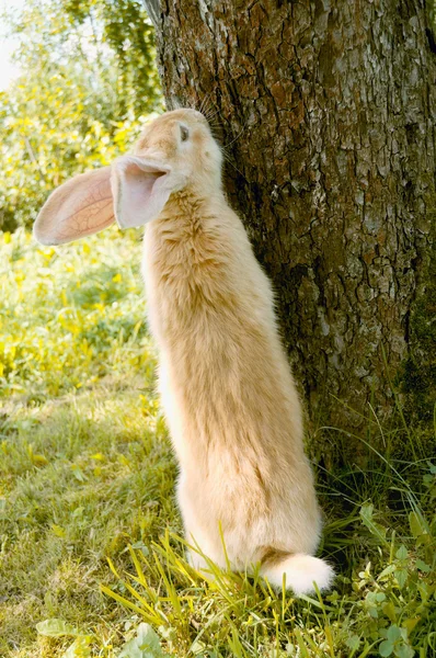 Симпатичный кролик, стоящий на задних ногах — стоковое фото