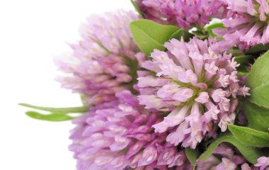 Red Clover clipart