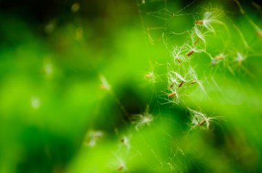 Dandelion Parachutes in Spider Web clipart