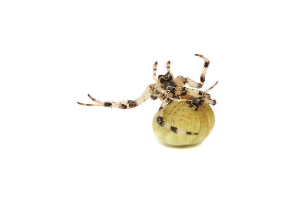 创意姿势的蜘蛛 — 图库照片