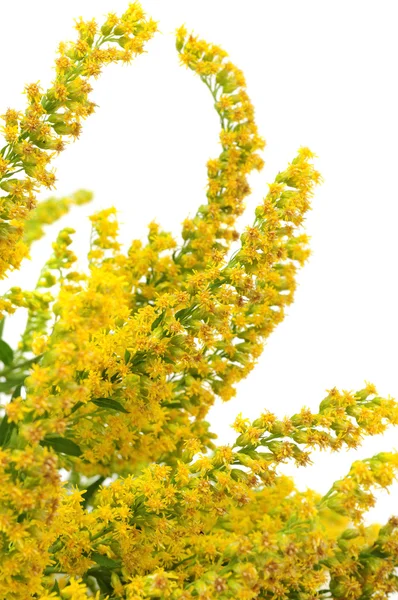 Canadá Goldenrod Flores — Fotografia de Stock