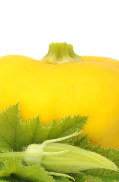 Yellow Scalloped Squash with Leaf And Bud — Stock Photo, Image