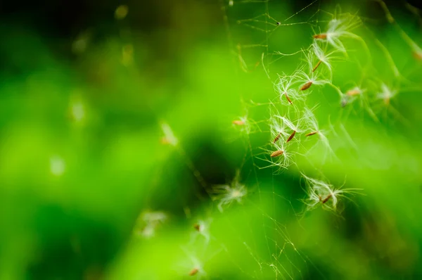 Maskros fallskärmar i spindelnät — Stockfoto