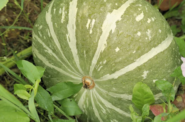 Green Pumpkin on Vegetable Patch — Stock Photo, Image