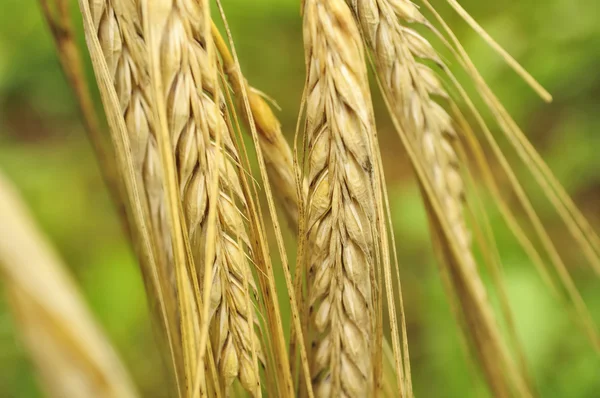 Ears of Barley — Stock Photo, Image