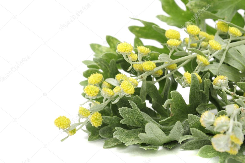 Wormwood Leaves And Flowers