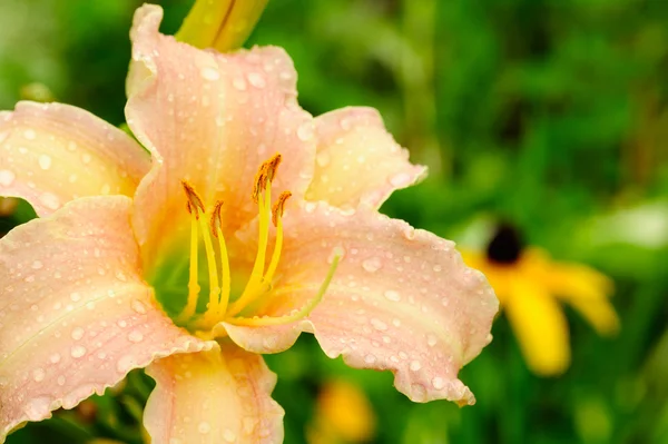 Όμορφη daylily — Φωτογραφία Αρχείου