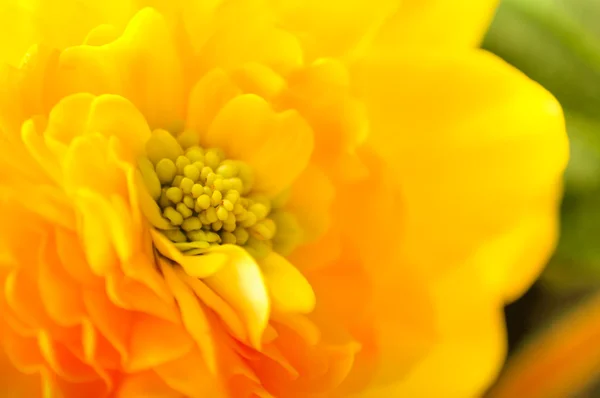 Gele begonia — Stockfoto