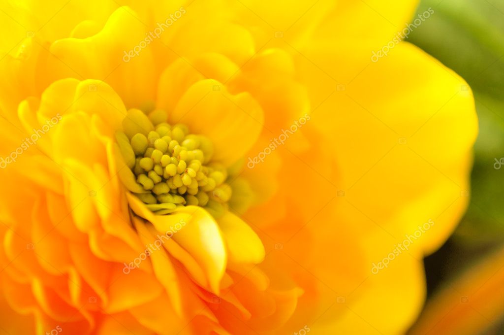 Begonia amarela fotos, imagens de © Digifuture #3640547