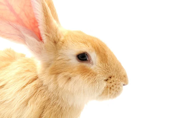 Söt kanin på vit — Stockfoto