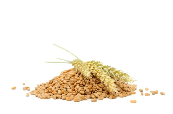 Куча пшеничного зерна с ушами — стоковое фото