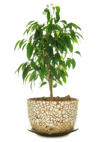 Weeping Fig (Ficus Benjamina) in Pot — Stock Photo, Image
