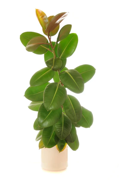 Ficus Elastica (Rubber Plant) em vaso — Fotografia de Stock