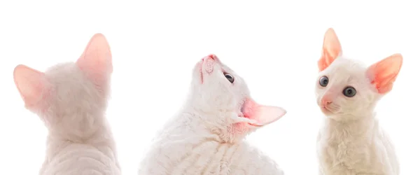 Niedliche weiße Kätzchen — Stockfoto