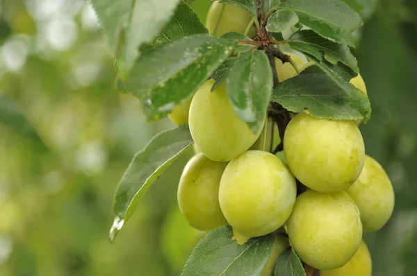 Körsbärsplommon på grenen — Stockfoto