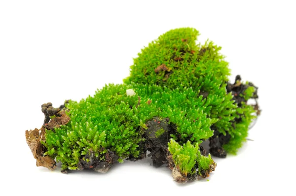 Green Moss — Stock Photo, Image
