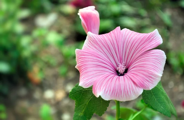 Beautiful Pink Flower — Stock Photo, Image