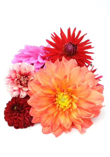 Dahlias multicoloridas — Fotografia de Stock