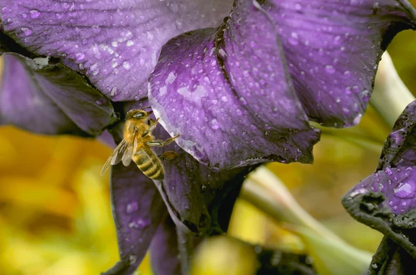 Bee on Flower — Stock Photo, Image