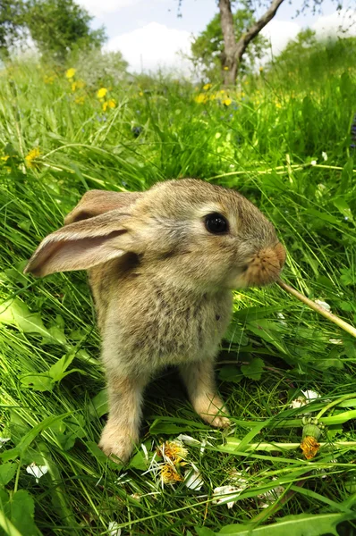 可爱的灰兔 — 图库照片